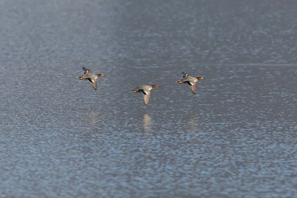 Drei Männliche Krickenten Anas Crecca Fliegen Sonnenlicht Über Die Wasseroberfläche — Stockfoto
