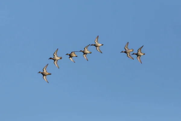 Grupo Teals Comuns Anas Crecca Voando Céu Azul Fotografias De Stock Royalty-Free