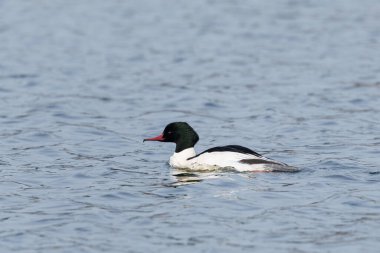 portre erkek merganser kuşu (mergus merganser) suda yüzer