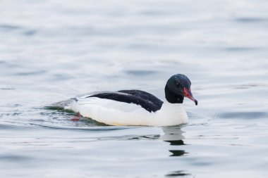 Yakın plan erkek merganser kuşu (mergus merganser) suda yüzer.