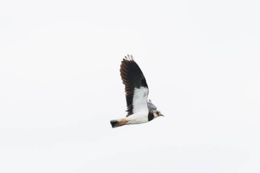 bir yalıtılmış kanat kuşu (vanellus vanellus) kanatları açık uçuşta