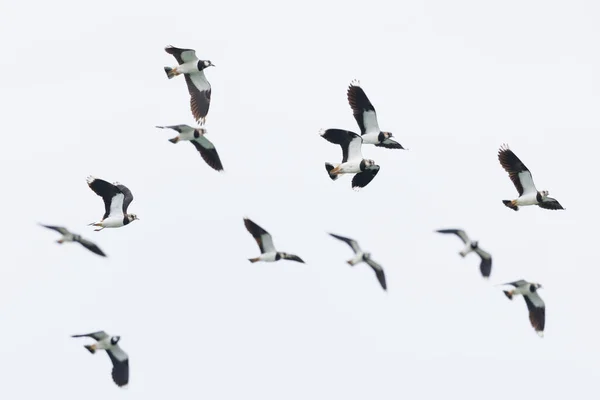 Groep Geïsoleerde Vleugels Vanellus Vanellus Tijdens Vlucht Met Uitgespreide Vleugels — Stockfoto