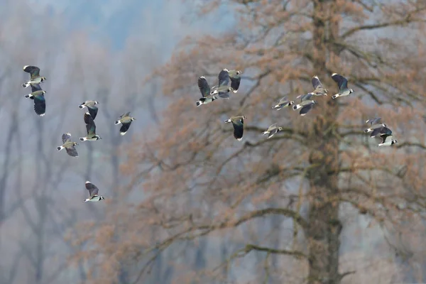 Bando Aves Lapidação Vanellus Vanellus Voando Frente Árvore Imagens Royalty-Free