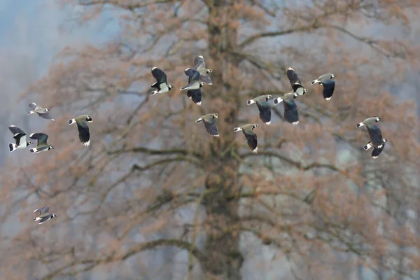 Grupo Aves Lapidação Vanellus Vanellus Voando Frente Árvore Imagem De Stock