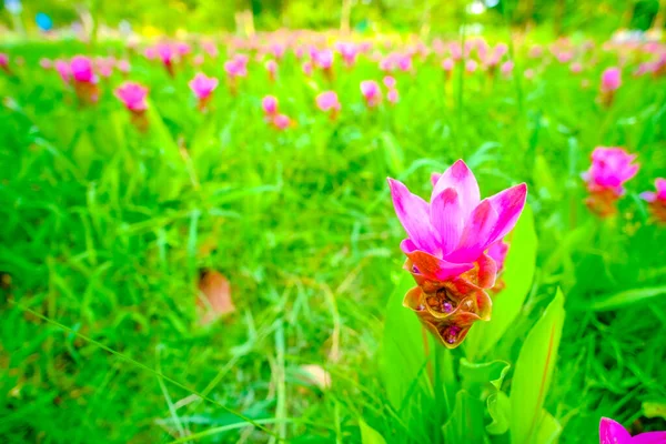 stock image Colorful pink flower Wild Siam tulips blooming nature background