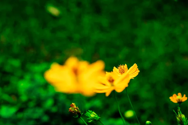Beautiful Yellow Cosmos Flower Blurred Background Border Concept Spring Nature — Stock Photo, Image