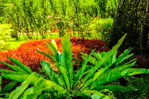 鳥の巣シダ Asplenium Nidusと庭の熱帯植物 — ストック写真