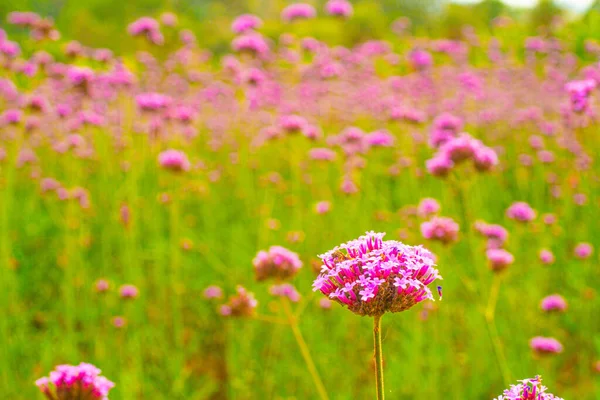 Pohled Krásné Růžové Květinové Pole Jarní Sezóna Příroda Pozadí — Stock fotografie