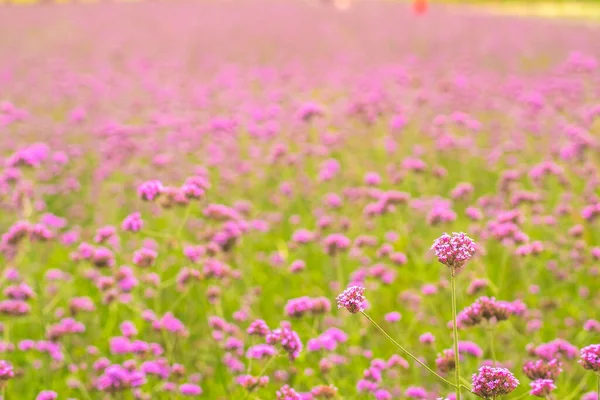 Vista Bel Campo Fiori Rosa Primavera Stagione Natura Sfondo Foto Stock