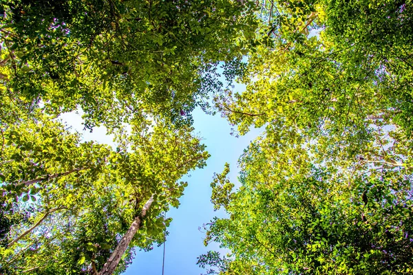 Träd Skog Underifrån Tidig Vår Färska Gröna Löv Natur Bakgrund — Stockfoto