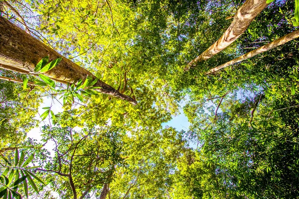 Árvores Floresta Baixo Início Primavera Folhas Verdes Frescas Natureza Fundo — Fotografia de Stock