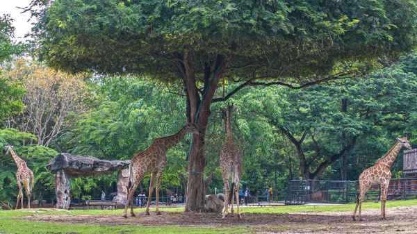 Girafa Fica Por Arbustos Sol Natureza Verde Evironment Viagem — Fotografia de Stock