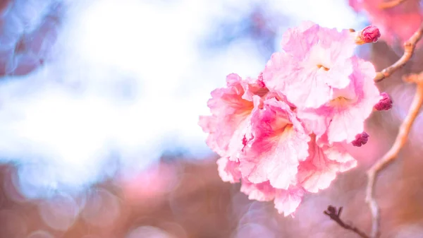 Крупным Планом Красивый Розовый Цветок Свадебное Валентинское Прошлое Love Concept — стоковое фото