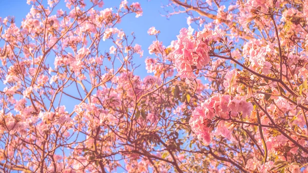 Beautiful pink flower look likes Sakura Flower or Cherry Blossom With Beautiful Nature Background . Spring flower tree blossom. The romantic of pink flower trees for valentine or wedding background