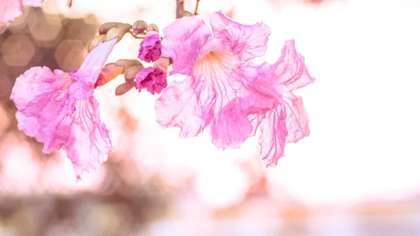 Közelről Gyönyörű Rózsaszín Virágzó Virág Esküvő Vagy Valentin Háttér Szerelem — Stock Fotó