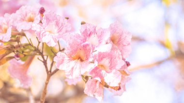 Yakın plan güzel pembe çiçek çiçeği. düğün ya da sevgililer günü geçmişi. Aşk konsepti bulanık odaklanma. Sepya renginde pastel tonda