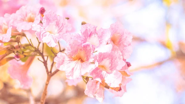 Close Beautiful Pink Bloosom Flower Wedding Valentine Background Love Concept — 스톡 사진