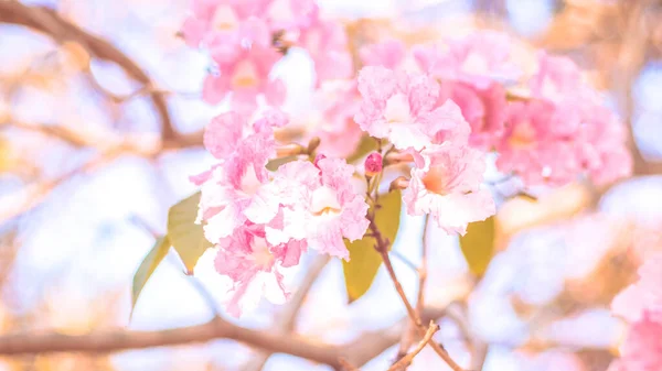 Крупным Планом Красивый Розовый Цветок Свадебное Валентинское Прошлое Love Concept — стоковое фото