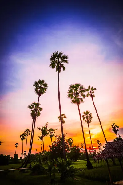 Palmboom Met Zonsondergang Tropisch Strand Landschap Zuid Oost Azië — Stockfoto