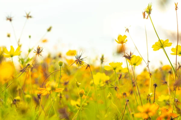 stock image Beautiful cosmos flower. Spring background with beautiful yellow flowers.