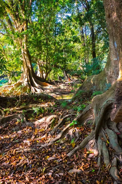 Muitas Árvores Raízes Grandes Floresta Tropical Profunda Natureza Bakground — Fotografia de Stock