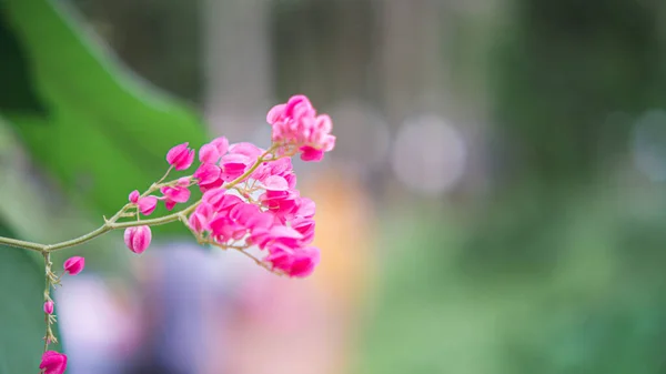 Επιλεκτική Εστίαση Coral Αμπέλι Μεξικάνικο Αναρριχητικό Φυτό Αλυσίδα Αγάπης Ροζ — Φωτογραφία Αρχείου