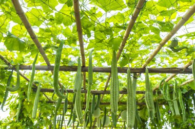 Luffa Tarım Devrimi: Çevre dostu Uygulamalar ve Çok Yönlü Sünger Üretimi