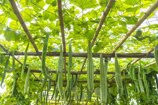 Sustainable Farming: Cultivating Luffa and Promoting Natural Fibers