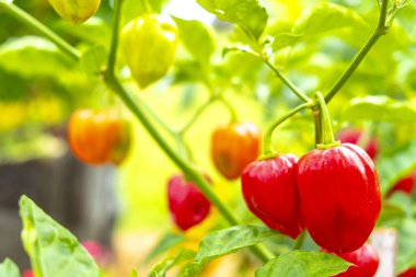 Doğanın Hediyesi: Kırmızı Domates Tarım Sürecini Keşfetmek