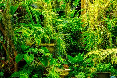 Verdant Haven: Büyüleyici Tropikal Yeşil Bahçeyi Keşfetmek