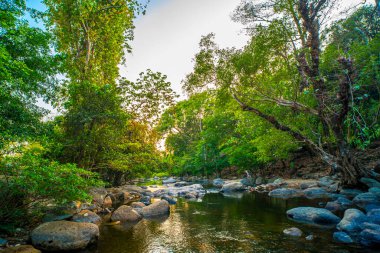 Gizemli çağlayanlar: Büyüleyici Ormanda Sığ Akıntı ve Çakıl Taşları