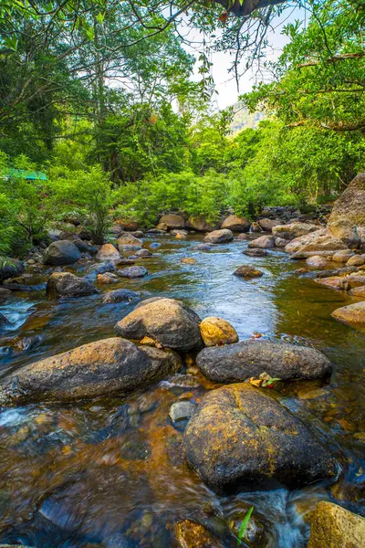 Enchanted Waters Shallow Stream and Rocky Bed in the Forest Embrace