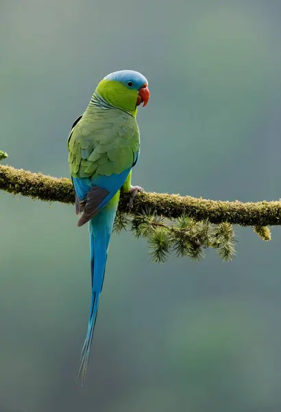 stock image Vibrant Elegance: Soft-Toned Photography of the Blue-winged Parakeet