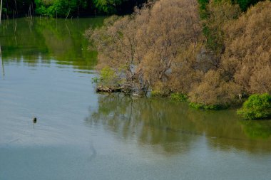 Canlı bir mangrov ormanı kıyı ekosisteminde gelişir, bereketli bitki örtüsü, karmaşık kökler ve tuzlu suda sakin yansımalar sergiler. Bu doğal yaşam alanı biyolojik çeşitliliği, kıyı şeridini korumayı ve tropikal sulak alanların güzelliğini vurgular..