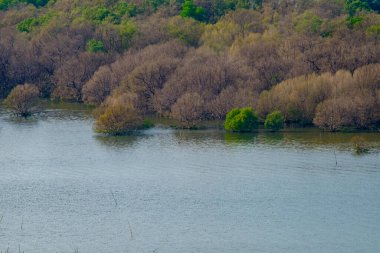 Canlı bir mangrov ormanı kıyı ekosisteminde gelişir, bereketli bitki örtüsü, karmaşık kökler ve tuzlu suda sakin yansımalar sergiler. Bu doğal yaşam alanı biyolojik çeşitliliği, kıyı şeridini korumayı ve tropikal sulak alanların güzelliğini vurgular..