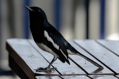 A detailed close-up of an Oriental Magpie Robin, showcasing its black and white plumage as it perches gracefully on a wooden surface. Ideal for wildlife, birdwatching, and nature-themed projects highlighting avian beauty and behavior clipart