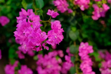 Canlı pembe bougainvillea çiçeklerinin büyüleyici yakın çekimi, yemyeşil yapraklarla çevrili. Doğadan esinlenilmiş temalar, çiçekli arka planlar ya da tropikal güzelliği ve canlı renkleri vurgulayan bahçe odaklı tasarımlar için mükemmel.