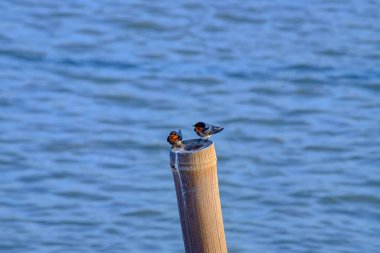 A pair of welcome swallows perched on a wooden post with a calm water background. Their colorful plumage and delicate features capture the beauty of nature and the grace of these small birds clipart