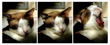 Kahverengi ve beyaz bir kedi, gözleri kapalı dinlenirken güneşin sıcaklığının tadını çıkarıyor. Kedi huzurlu ve memnun görünüyor, kedi rahatlığının güzelliğini vurguluyor.