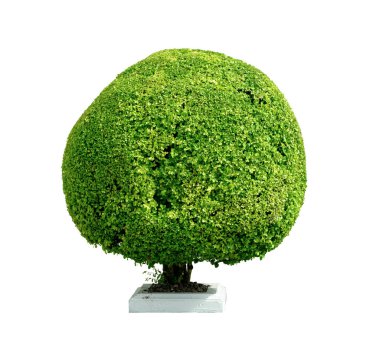 Yoğun yeşil yapraklı, kusursuz yuvarlak bir bonsai ağacı dikkatlice budanmış ve modern bir beton ekiciye yerleştirilmiş. Bahçe ve peyzaj için ideal.
