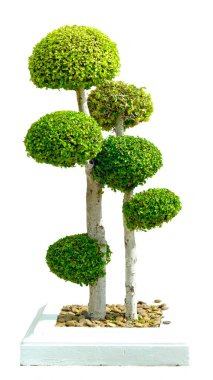 Zarif ve sanatsal bir bahçe veya ev dekorasyonu için dikkatlice budanmış, katmanlı küresel yapraklı çarpıcı bir bonsai ağacı.