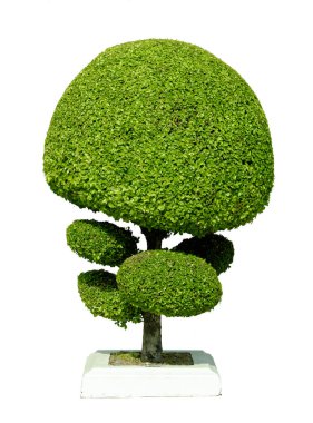Benzersiz yontulmuş bonsai ağacı geniş yuvarlak ve kıvrımlı yaprakların kombinasyonuyla dekoratif peyzaj için yaratıcı bir çim biçimi ile budanmış.