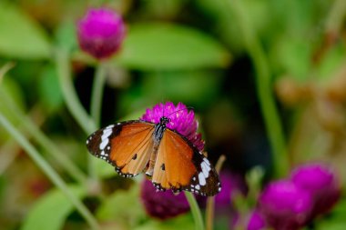 Bir kral kelebeğinin (Danaus chrysippus) yakın plan görüntüsü canlı bir bahçe ortamında canlı pembe bir kürenin üzerine tünemiştir. Renkli çiçeklerle dolu yumuşak odaklı arka plan canlı ve doğal atmosferi geliştirir, mükemmel.