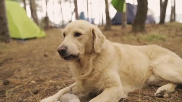 Perro Jugando Con Juguete Camping Cerca Árboles Tiendas Campaña Cámara — Vídeos de Stock