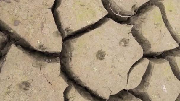 ドライレイクベッド生態災害 乾燥したクラック粘土湖のベッドからの自然なテクスチャ 高品質のフルHd映像 — ストック動画