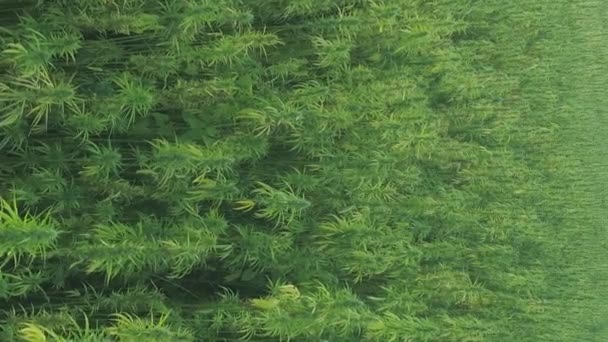 Vertikal Video Enorma Hampa Marijuana Field Uppstigande Drönare Högkvalitativ Fullhd — Stockvideo