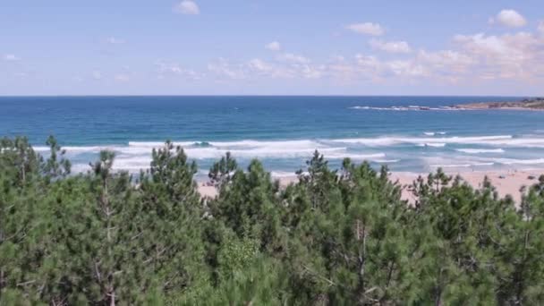 海滩附近令人惊奇的自然松树 高质量的4K镜头 — 图库视频影像