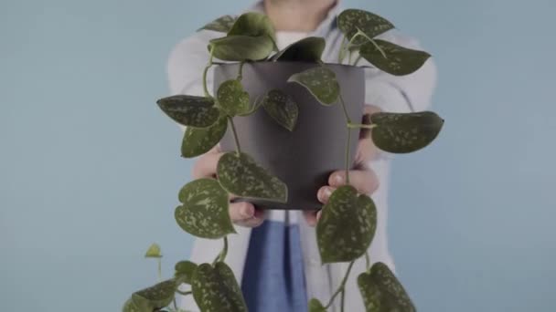 Mężczyzna Trzymający Dzbanek Rośliną Blisko Kamery Izolacja Jasnoniebieskim Tle Wysokiej — Wideo stockowe