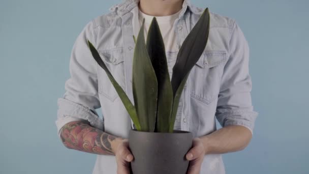 Tattoed Man Holding Houseplant Grey Pot Studio Background High Quality — Stock video