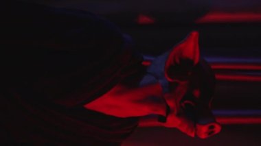 crazy man looking strange with pig mask in font of curtains red room with flashiing lights vertical video. High quality 4k footage